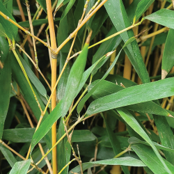Zoom Bambous Phyllostachys Aurea - Promofleur Persan