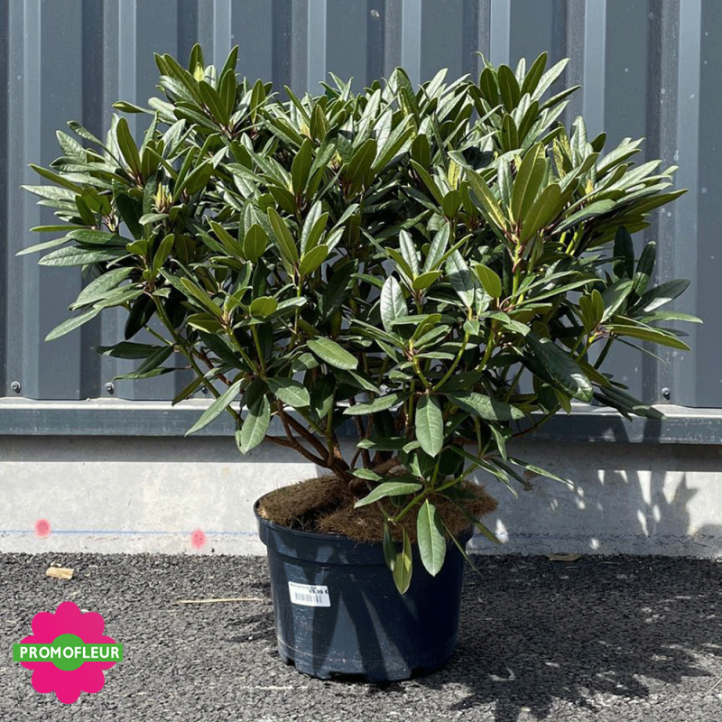 Rhododendron 80 cm avec le pot