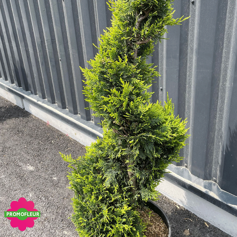 Cyprès taillé (Cupressocyparis leylandii) Hauteur 170 cm