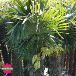 Ensemble de Palmiers Trachycarpus Fortunei Hauteur 400 cm Stipe 300 cm + - Promofleur Persan (1)