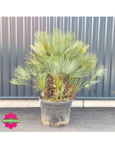 Palmier Humilis Multi-troncs Cecifera - Hauteur totale 170/180 cm avec le pot - PROMOFLEUR 2