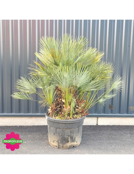 Humilis Multi-troncs Cecifera - Hauteur totale 170/180 cm avec le pot - PROMOFLEUR