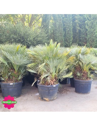 Humilis Multi-troncs Cecifera - Hauteur totale 170/180 cm avec le pot - PROMOFLEUR - ensemble