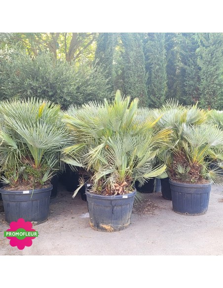 Humilis Multi-troncs Cecifera - Hauteur totale 170/180 cm avec le pot - PROMOFLEUR - ensemble