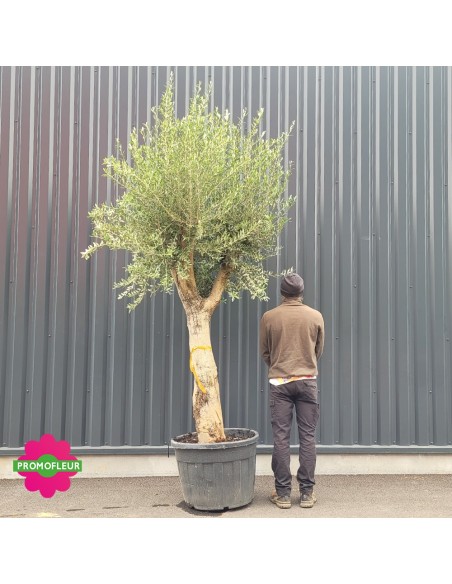 Olivier Buisson Méditerranéen - Véritable Olea Europea Avec Olives Comestibles | Arbre à Tronc Lisse
