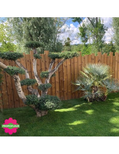 Aménagement de jardin complet (Palmiers, Oliviers, Plantes méditerranéennes…)