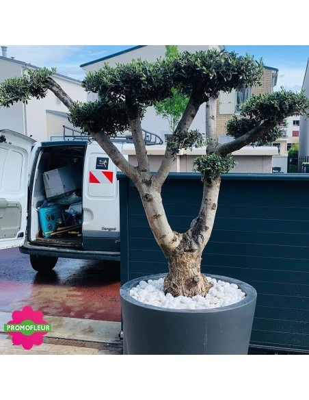 Aménagement de jardin complet (Palmiers, Oliviers, Plantes méditerranéennes…)