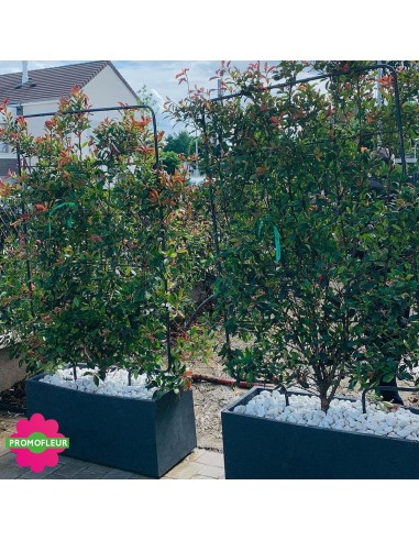 Aménagement de jardin complet (Palmiers, Oliviers, Plantes méditerranéennes…)