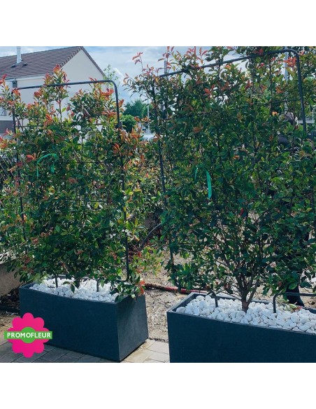 Aménagement de jardin complet (Palmiers, Oliviers, Plantes méditerranéennes…)