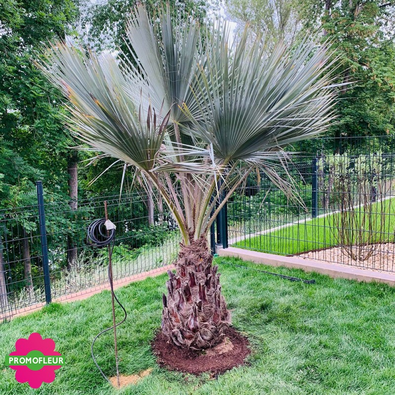 Installation d'un palmier Brahea Armata - Promofleur Champagne-sur-Oise