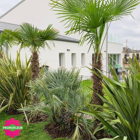 Installation de palmiers et plantes exotiques le long de la clôture - Promofleur Champagne-sur-Oise (1)