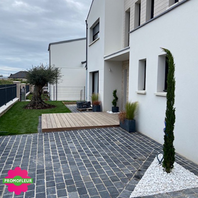 Installation d'olivier et d'un cyprès de Provence devant l'entrée de la propriété - Promofleur Champagne-sur-Oise