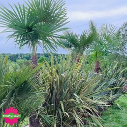 Installation de palmiers et plantes exotiques le long de la clôture - Promofleur Champagne-sur-Oise (2)