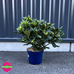 Rhododendron 70 cm avec le pot