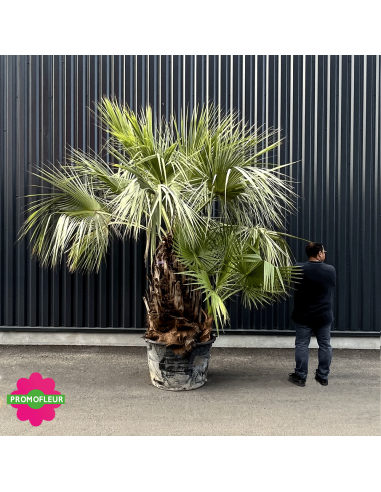 Palmiers Brahea Armata Washingtonia hauteur avec pot 300 cm - PROMOFLEUR -  Taille