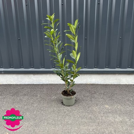 Laurier 'rotundifolia' hauteur 80 cm avec pot - Promofleur