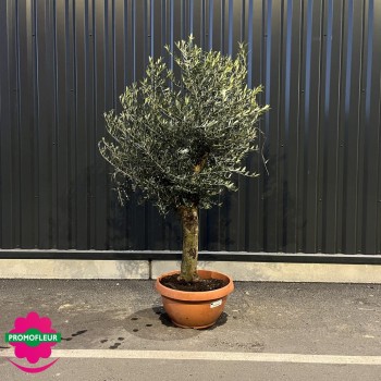 Olivier 30 - 40 ans Hauteur 160/180 cm feuillage bien touffu - Promofleur Champagne sur Oise