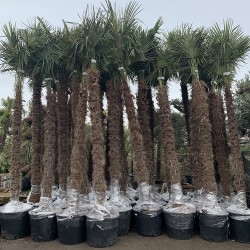 Ensemble de Palmiers Trachycarpus Fortunei Hauteur 350 cm Stipe 180 - 200 cm +
