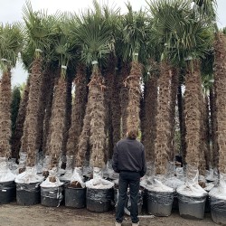 Ensemble de Palmiers Trachycarpus Fortunei Hauteur 350 cm Stipe 180 - 200 cm + (avec taille)