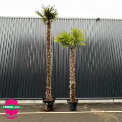 Palmiers Trachycarpus Fortunei Hauteur 350/400 cm Stipe 200 cm +