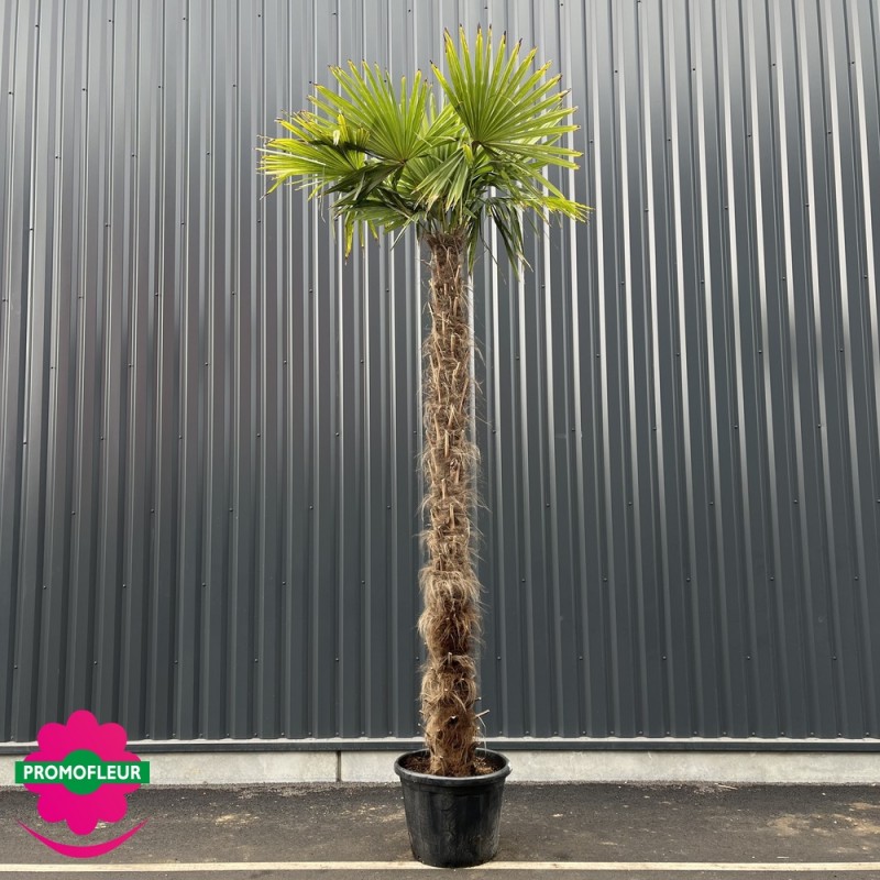 Palmiers Trachycarpus Fortunei Hauteur 350/400 cm Stipe 200 cm +