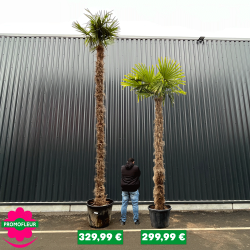 Comparaison Palmiers Trachycarpus Fortunei Hauteur 350/500 cm Stipe 200 cm +