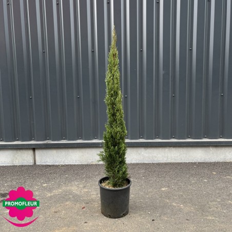 Cyprès de Provence 'colonne' - Promofleur Champagne-sur-Oise