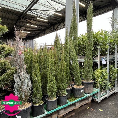 Cyprès de Provence/d'Italie "Colonne/Totem"