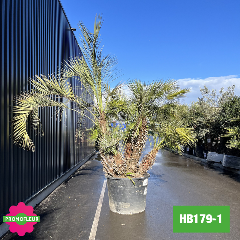 Palmier Humilis / Butia Capitia multi-troncs H. 350 cm (HB179-1) - Promofleur Champagne-sur-Oise (cote droit)