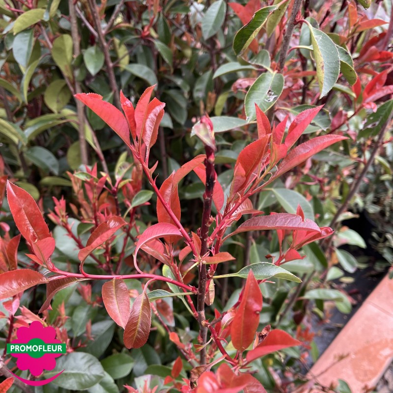 Photinia Red Robin Hauteur 100150 cm avec pot
