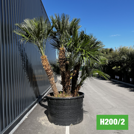 Palmier Nain Chamaerops Humilis Multi-troncs - Hauteur totale 300 cm avec pot (H200/2) (coté gauche)