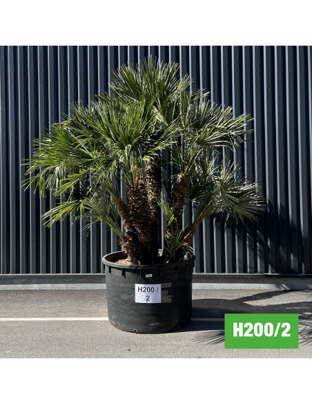 Palmier Nain Chamaerops Humilis - 110-120 Cm - Pot ⌀ 25 Cm - Plante Extérieur Méditerranéenne