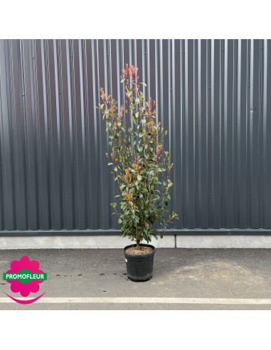 Cerisier Dolce New Star Autofertile - Pot ø20cm, Hauteur 150-170cm, âge 2 Ans, Fruits Précoces