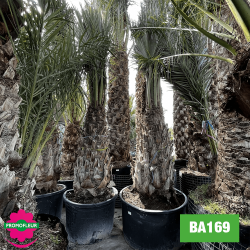 Troncs de palmiers Brahea Armata hauteur avec pot 440 cm Stipe 150 cm - Promofleur Champagne-sur-Oise