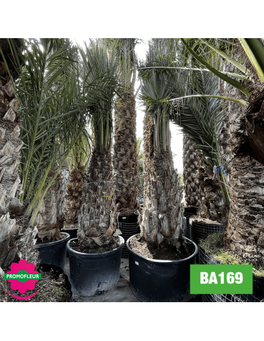 Troncs de palmiers Brahea Armata hauteur avec pot 440 cm Stipe 150 cm - Promofleur Champagne-sur-Oise