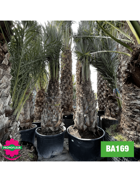 Troncs de palmiers Brahea Armata hauteur avec pot 440 cm Stipe 150 cm - Promofleur Champagne-sur-Oise