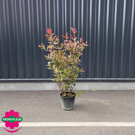 Photinia Pink Marble Hauteur 100-150 cm avec pot - Promofleur Champagne-sur-Oise