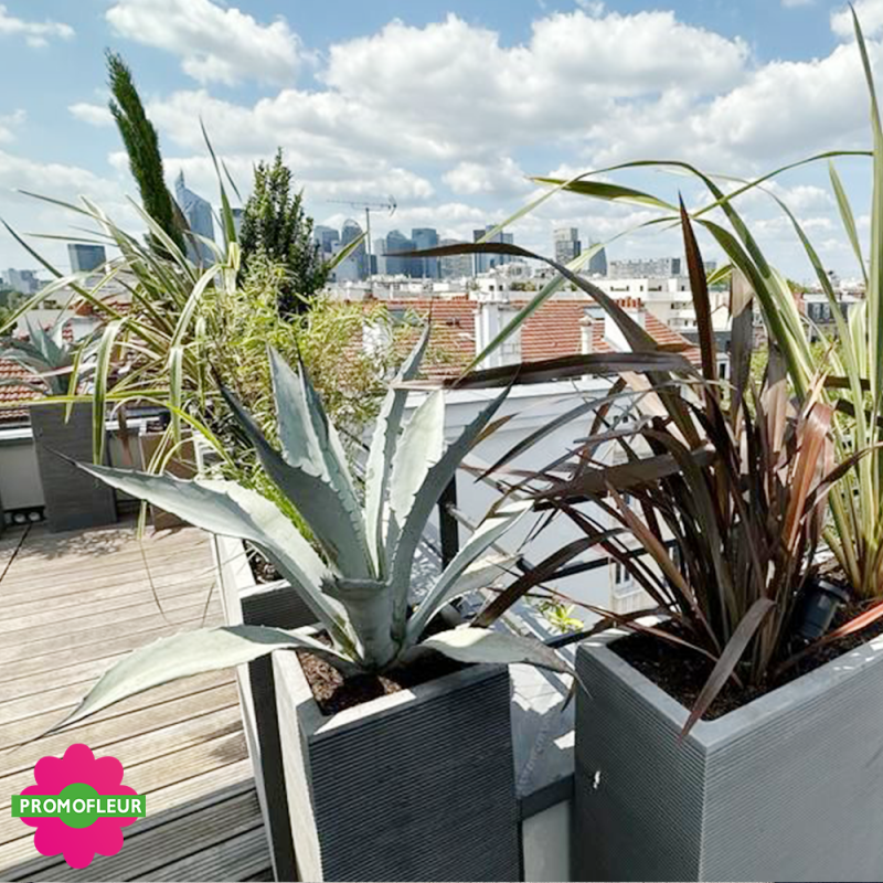 Aménagement de terrasse extérieure Style 'Méditerranéen' (Palmiers, Oliviers, Plantes méditerranéennes…)