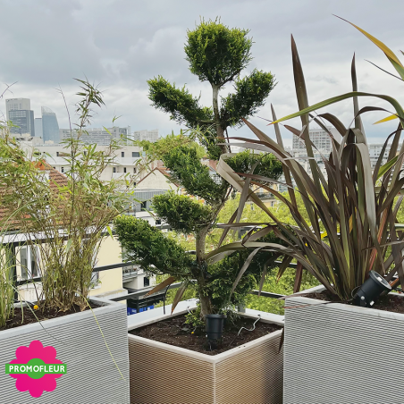 Aménagement de terrasse extérieure Style 'Méditerranéen' (Palmiers, Oliviers, Plantes méditerranéennes…)