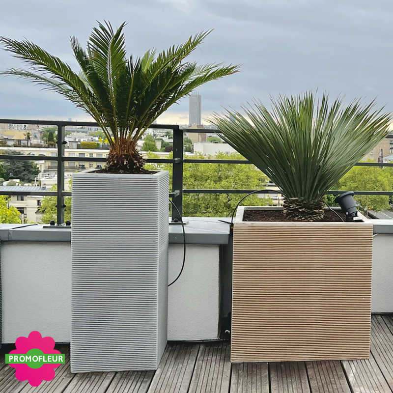 Aménagement de terrasse extérieure Style 'Méditerranéen' (Palmiers, Oliviers, Plantes méditerranéennes…)