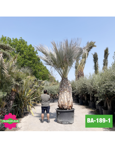 Brahea Armata Hauteur avec pot 440 cm Stipe 160 cm - Promofleur Champagne-sur-Oise (comparatif taille)