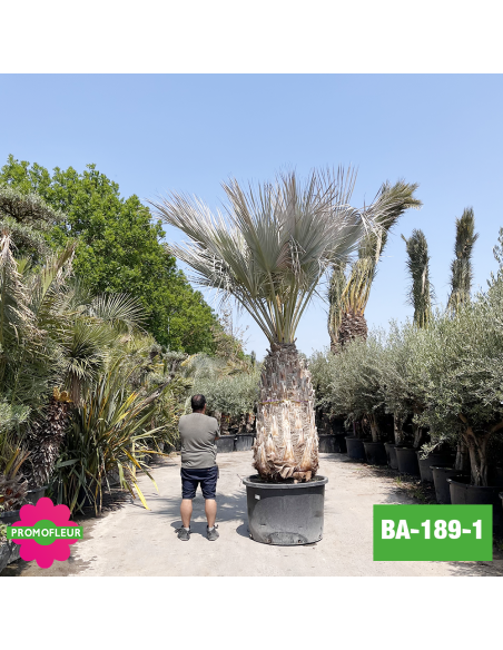Brahea Armata Hauteur avec pot 440 cm Stipe 160 cm - Promofleur Champagne-sur-Oise (comparatif taille)