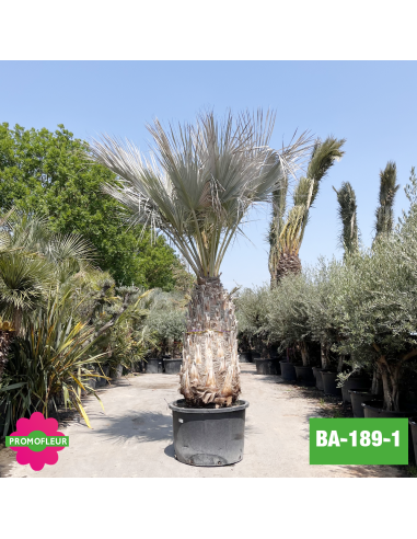 Brahea Armata Hauteur avec pot 440 cm Stipe 160 cm - Promofleur Champagne-sur-Oise