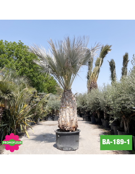 Brahea Armata Hauteur avec pot 440 cm Stipe 160 cm - Promofleur Champagne-sur-Oise