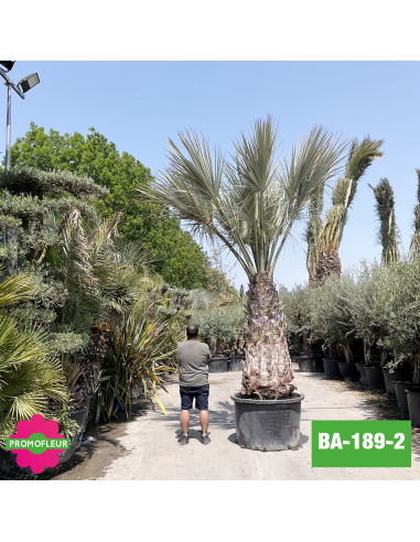 Brahea Armata Hauteur avec pot 440 cm Stipe 170 cm - Promofleur Champagne-sur-Oise (comparatif taille)