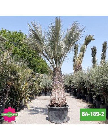 Brahea Armata Hauteur avec pot 440 cm Stipe 170 cm - Promofleur Champagne-sur-Oise