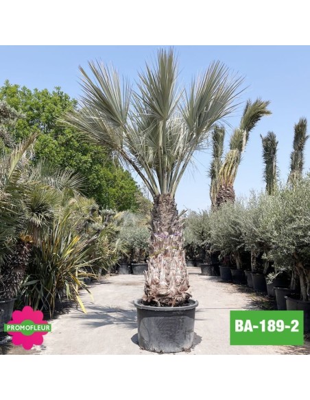 Brahea Armata Hauteur avec pot 440 cm Stipe 170 cm - Promofleur Champagne-sur-Oise