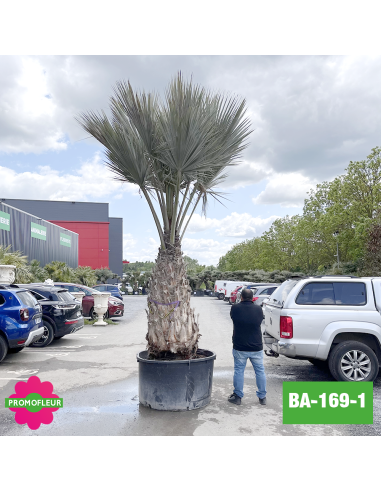 Brahea Armata Hauteur avec pot 440 cm Stipe 150 cm - Promofleur Champagne-sur-Oise (comparatif taille)