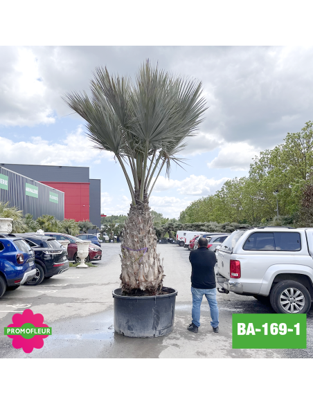 Brahea Armata Hauteur avec pot 440 cm Stipe 150 cm - Promofleur Champagne-sur-Oise (comparatif taille)