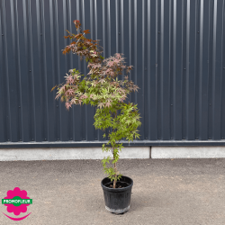 Érable du Japon 'Acer palmatum Atropurpureum' hauteur 200 cm - Promofleur Champagne-sur-Oise